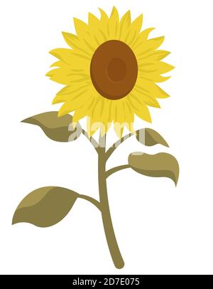 Sunflower in cartoon style. Beautiful flower isolated on white background. Stock Vector