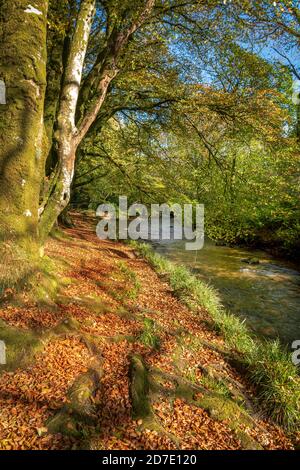 Autumnal walk along the banks of the river fowey on a footpath strewn with golden leaves below arching tree boughs beside gently flowing waters Stock Photo