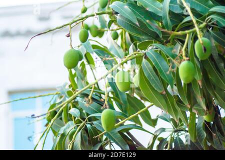 Closeup of Mangoes hanging on mango tree, mango farm. Mangifera indica. Stock Photo