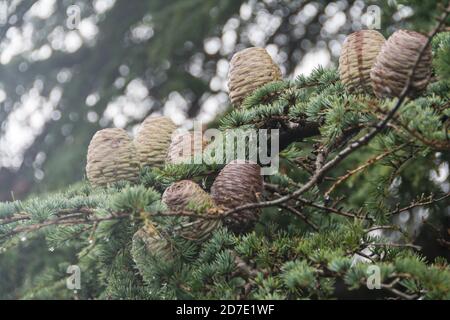 Closeup of pine cones and needles on an Atlas Cedar (Cedrus atlantica) in Kew Gardens, London, UK Stock Photo