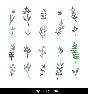 set of hand-drawn leaves of herbs Stock Vector