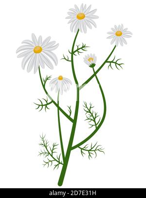 Beautiful chamomile bush. Daisies in cartoon style isolated on white background. Stock Vector