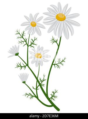 Beautiful chamomile bush. Daisies in cartoon style isolated on white background. Stock Vector