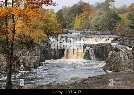 Teesdale, County Durham, UK. 22nd October 2020. UK Weather. Despite a dull rainy start to the day the trees surrounding Low Force provided plenty of colour for visitors in Upper Teesdale. Credit: David Forster/Alamy Live News Stock Photo