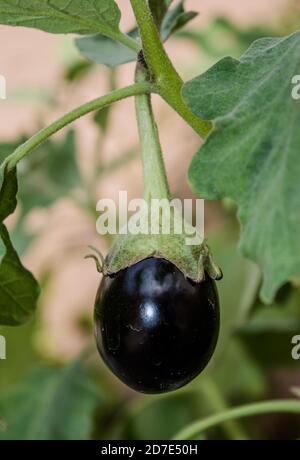 Eggplant in the garden. Fresh organic purple eggplant growing in the soil. Solanum melongena Stock Photo