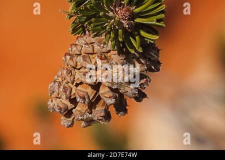 Bristlecone Pine (Pinus longaeva) cone 2388 Stock Photo