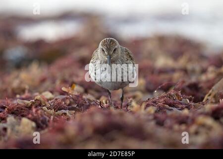 Dunlin (Calidris alpina) Norfolk GB UK October 2020 Stock Photo