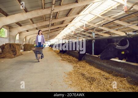 Female farmer walks with an empty wheelbarrow after feeding cattle in a stable. Stock Photo