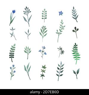 set of hand-drawn leaves of herbs Stock Vector