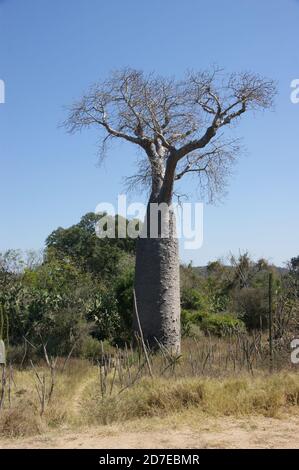 Baobab trees, also known as bottle trees are hollowed out in drier regions and used as 'living wells' - Madagascar. Stock Photo