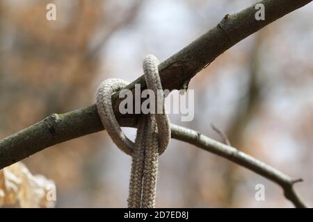 A closeup shot of rope around a tree for removing sap Stock Photo - Alamy