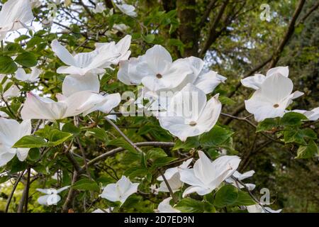 Close up group of white dogwood, Cornus 'Eddie's White Wonder', flowers on thin leafy branches, with blurred trees and sky in background. Stock Photo