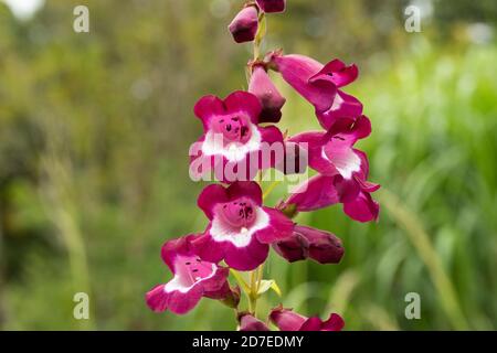 Close up of dark red and white bell like flowers of beardtongue, Penstemon 'Charles Rudd'. Blurred foliage in background. Stock Photo