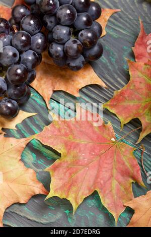 Bunches of dark blue grapes. Nearby are autumn maple leaves. Against the background of pine boards, it is black and green. Stock Photo