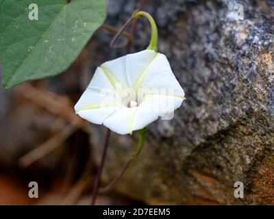 Ipomoea obscura, small white morning glory or  obscure morning glory flower, selective focus Stock Photo