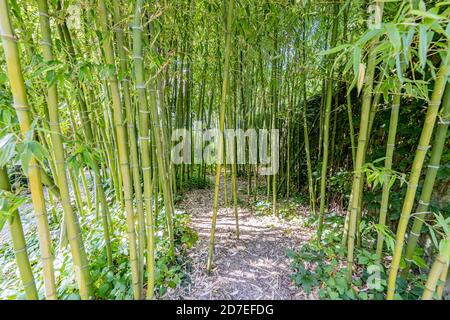 Bamboo trees with green stems and leaves with sunlight entering between them, sunny summer day in a nature reserve in the Netherlands Stock Photo