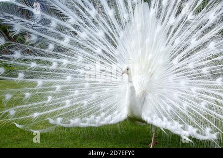 Wonderful display of white peacock Stock Photo
