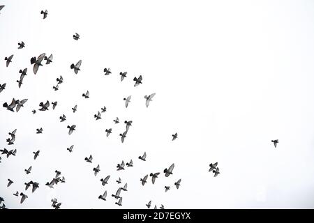 A flock of pigeons flies across the sky. Birds fly against the sky. A large group of birds of pigeons flies across the sky on white background. Stock Photo