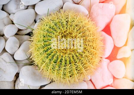 Big green cactus with yellow thorns in the sunlight, top view. Cactus grows among white stones, close-up. Stock Photo