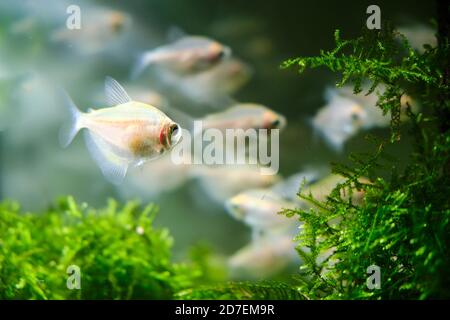 Ternetia, white tetra (gymnocorymbus ternetzi) - a species of fresh-water ray-finned fish of the haracin family, lives in the rivers Mato Grosso, Para Stock Photo