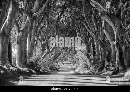 A road leads through the dark hedges, a row of beech trees in Northern Ireland, U.K. Stock Photo