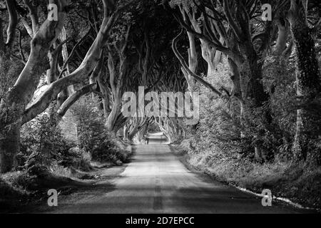 A road leads through the dark hedges, a row of beech trees in Northern Ireland, U.K. Stock Photo