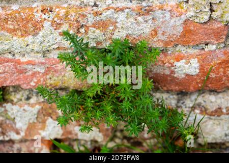 Plant grows through the brick wall, nature prevails Stock Photo