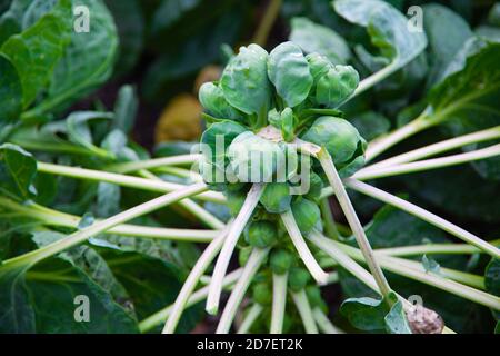 Brussels sprouts on a strand in the field Stock Photo