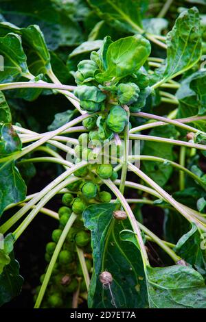 Brussels sprouts on a strand in the field Stock Photo