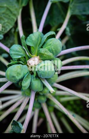 Brussels sprouts on a strand in the field Stock Photo