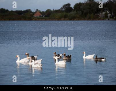 Group of white and spotted farm geese lit by the sun and reflected in the water with a blurred landscape background Stock Photo