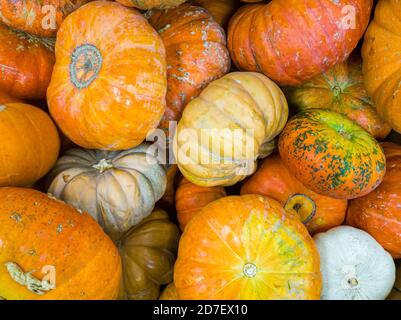 Flay lay image of a large pile of pumpkins and gourds from autumn harvest. A concept image for fall, harvest, halloween, thanksgiving and festivities Stock Photo