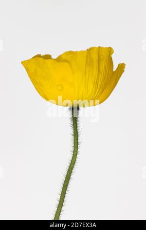 close up of yellow poppy flower on white background Stock Photo
