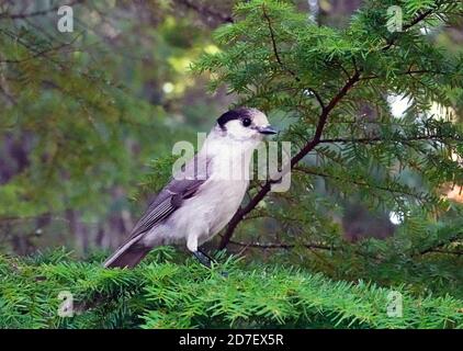 Portrait of a Gray Jay, Perisoreus canadensis, sitting on a fir branch at a campground in the Cascade Mountains of Oregon near Clear Lake on the McKen Stock Photo