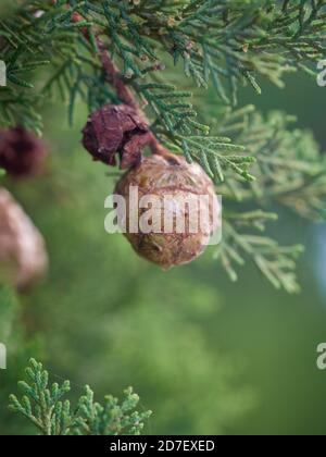 Striking cypress seeds used in Christmas decorations Stock Photo