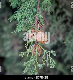 Striking cypress seeds used in Christmas decorations Stock Photo