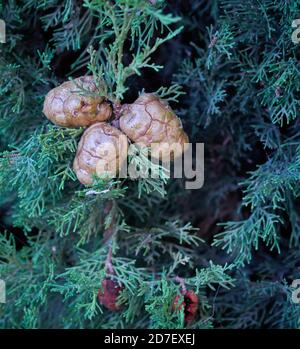 Striking cypress seeds used in Christmas decorations Stock Photo