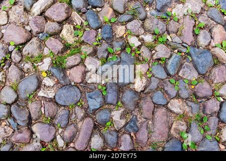 Old rural road paved with stones and small green plants Stock Photo