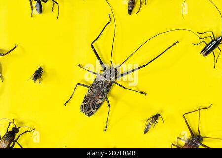 spider on the web, photo as a background ,taken in Arenal Volcano lake park in Costa rica central america Stock Photo