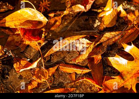 Close up isolated image of fallen leaves covering the forest floor in autumn. Various different brown, red and orange leaves lie side by side on muddy Stock Photo