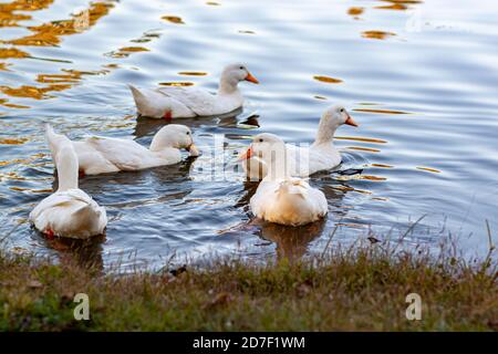 A flock of snowy white domestic duck breed known as American Pekin or white pekin swimming in a pond at sunset. They are farmed for meat and egg produ Stock Photo