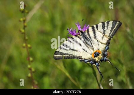 Large yellow colored scarce swallowtail butterfly with black stripes sitting on a purple flower growing in a meadow on a sunny summer day. Green grass. Stock Photo