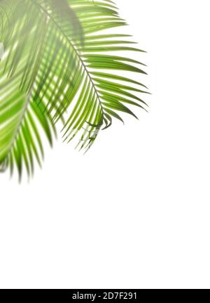 Leaves of palm tree isolated on white background. Stock Photo