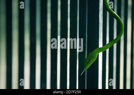 Singapore. 22nd Oct, 2020. An oriental whip snake is seen at Singapore's Old Upper Thomson Road on Oct. 22, 2020. Credit: Then Chih Wey/Xinhua/Alamy Live News Stock Photo