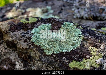 Green textured lichens in the shape of a heart close-up on a stone in the forest. Flavoparmelia caperata Stock Photo