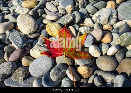 bright fallen maple leaf against a background of gray pebble stones Stock Photo