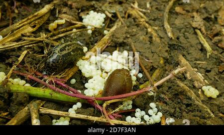 Spanish slug eggs nest hatchery egg-laying laying white pest Arion vulgaris and Limax maximus biggest great grey slug leopard slug snail parasitize Stock Photo