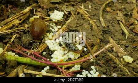 Spanish slug eggs nest hatchery egg-laying laying white pest Arion vulgaris and Limax maximus biggest great grey slug leopard slug snail parasitize Stock Photo