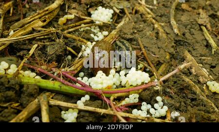 Spanish slug eggs nest hatchery egg-laying laying white pest Arion vulgaris and Limax maximus biggest great grey slug leopard slug snail parasitiz Stock Photo