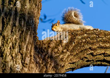 An eastern gray squirrel (Sciurus carolinensis) is lying on a thick branch of a tree and looking down with curious eyes at sunset. Details of it whisk Stock Photo